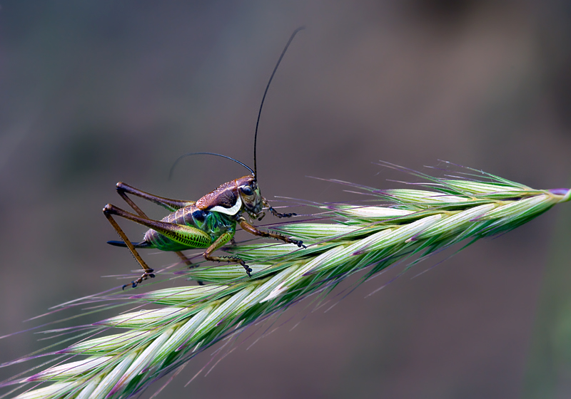 Eupholidoptera sp.